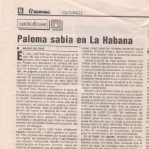 Paloma sabia en La Habana